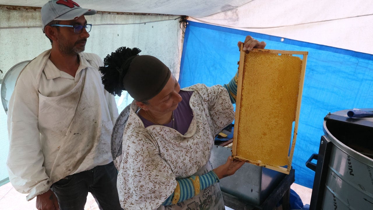 Foto - Çocukları arıların yanında büyüttüler! Bal peşinde il il geziyorlar