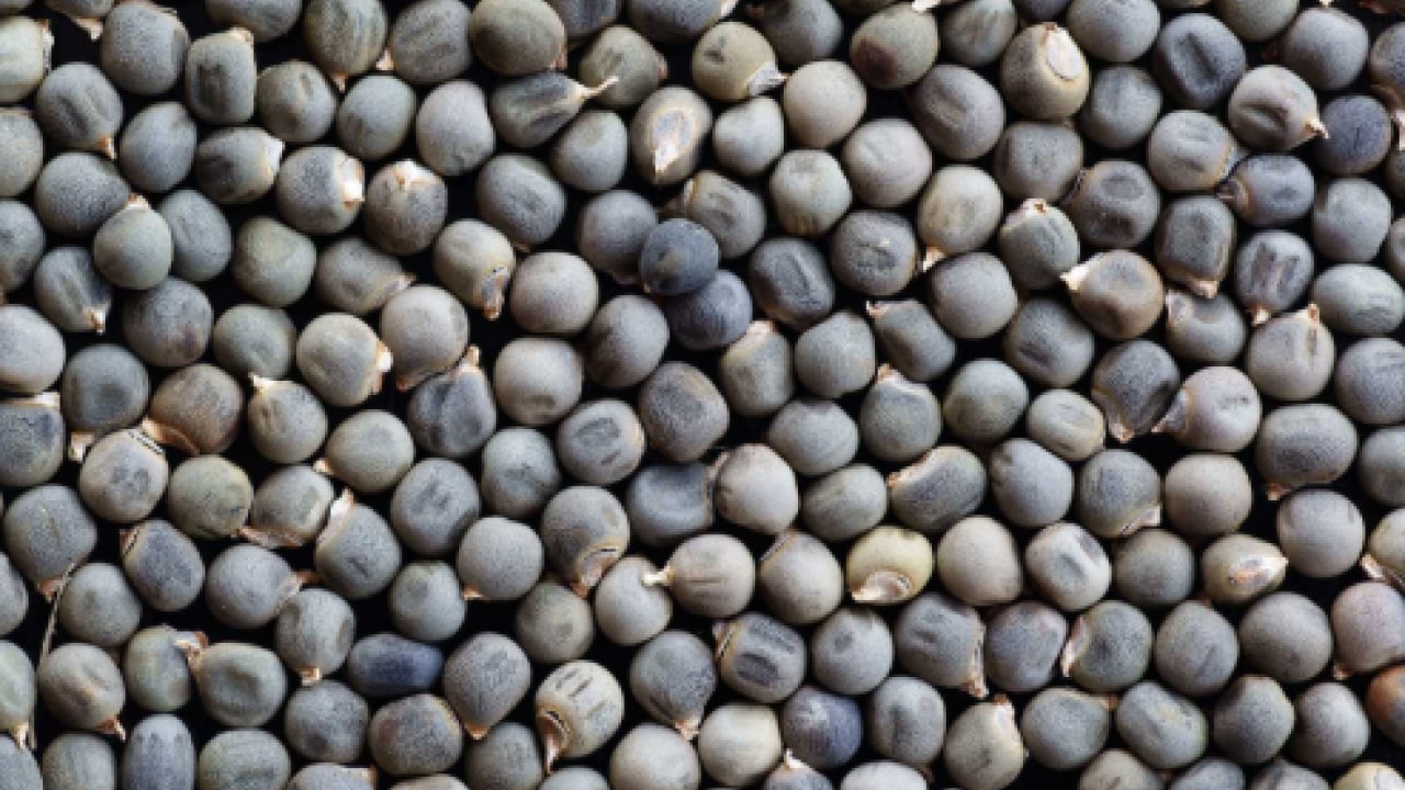 Foto - İsmi duyulunca burun kıvrılıyor ama: Hafızayı çelik gibi yapıyor!