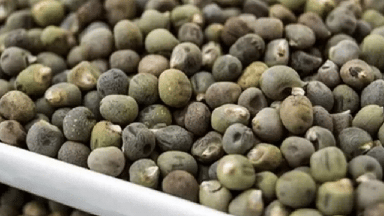 İsmi duyulunca burun kıvrılıyor ama: Hafızayı çelik gibi yapıyor!