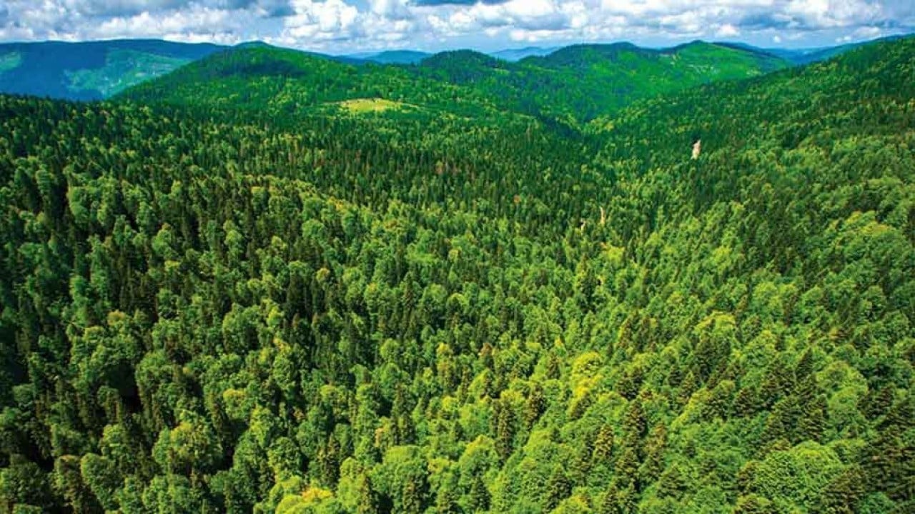 Foto - Çok konuşulacak gelişme: Mobilya devi 240 kilometrekarelik orman satın alıyor