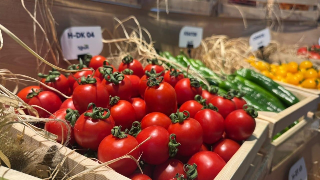 Foto - Çok sayıda ülke Türkiye’den ithal ediyor! Tohumu bizden yemesi sizden