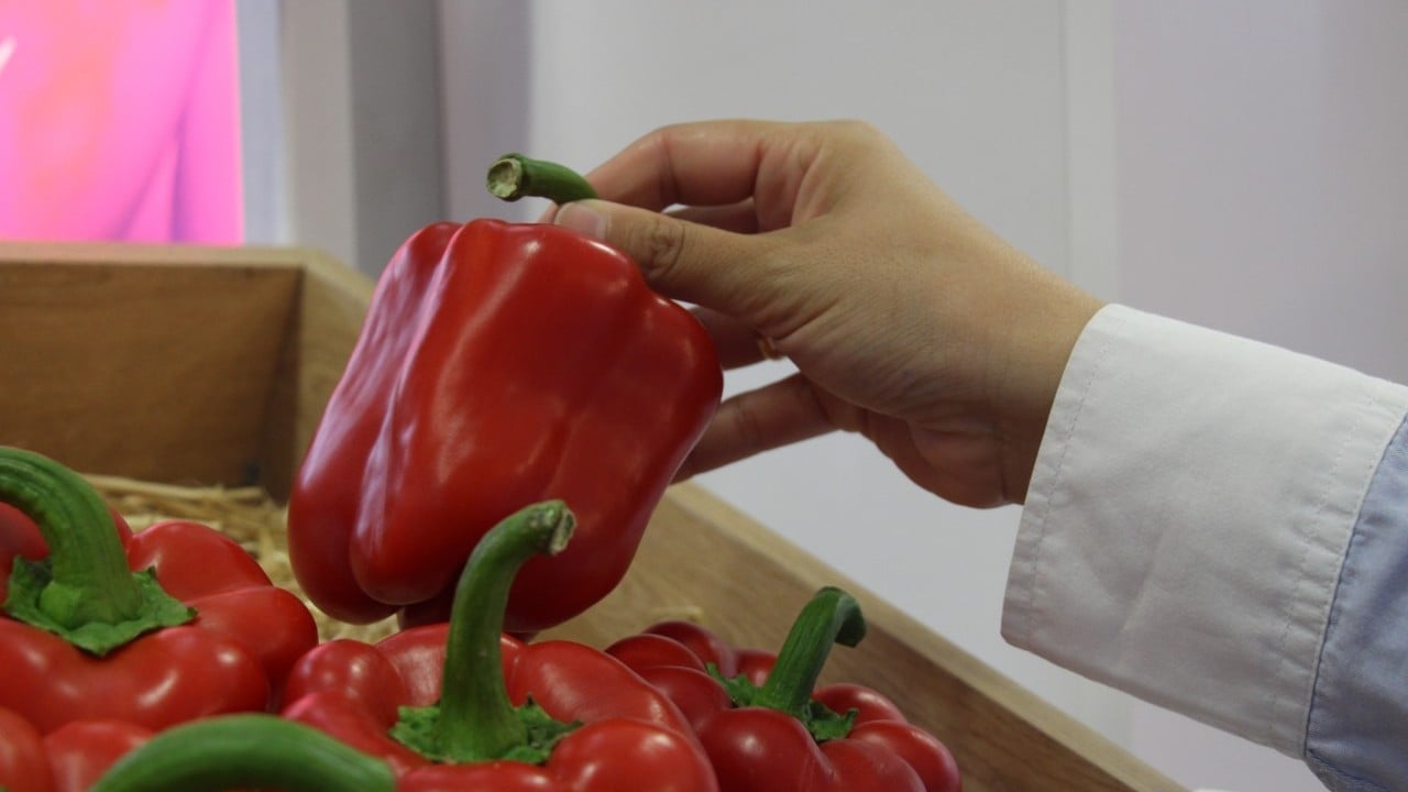 Foto - Çok sayıda ülke Türkiye’den ithal ediyor! Tohumu bizden yemesi sizden