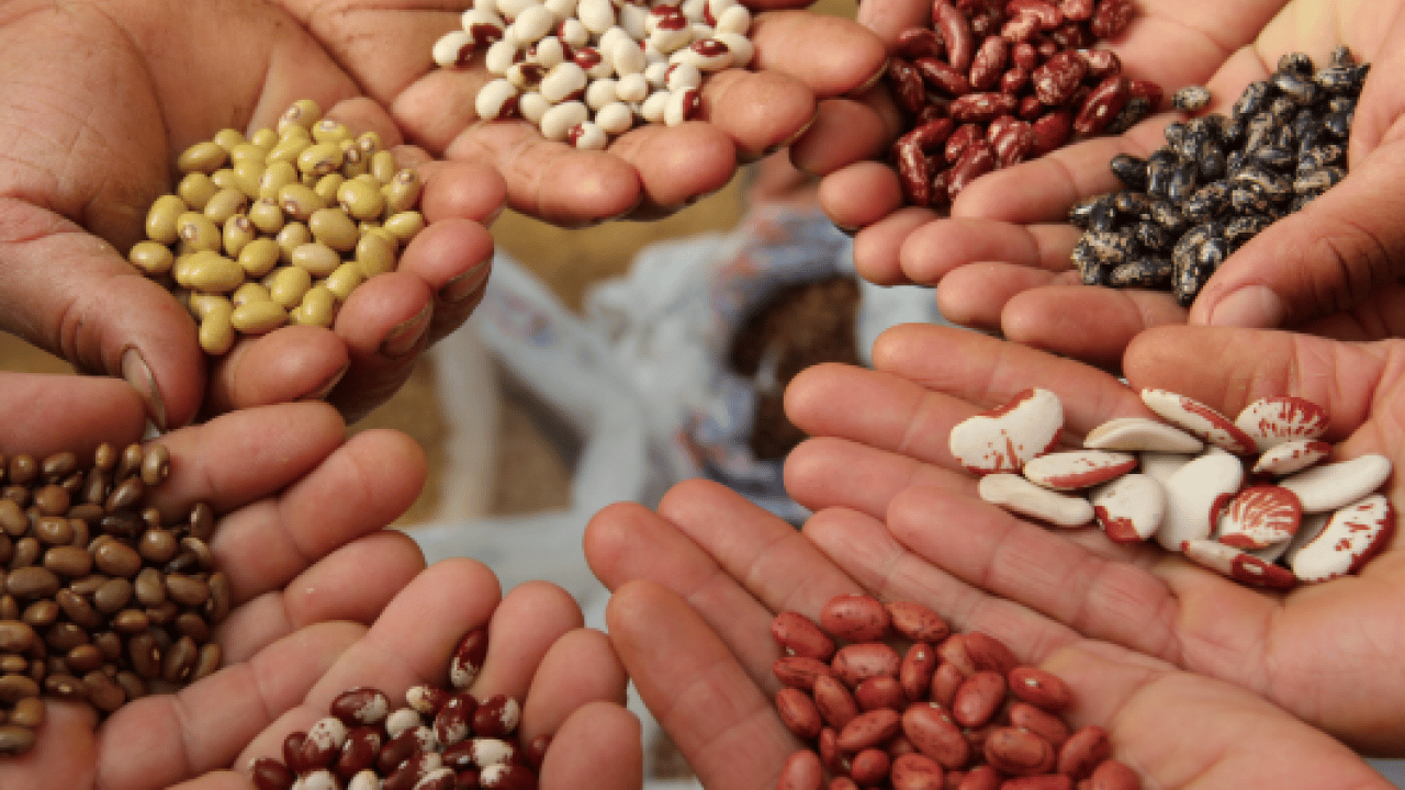 Çok sayıda ülke Türkiye’den ithal ediyor! Tohumu bizden yemesi sizden