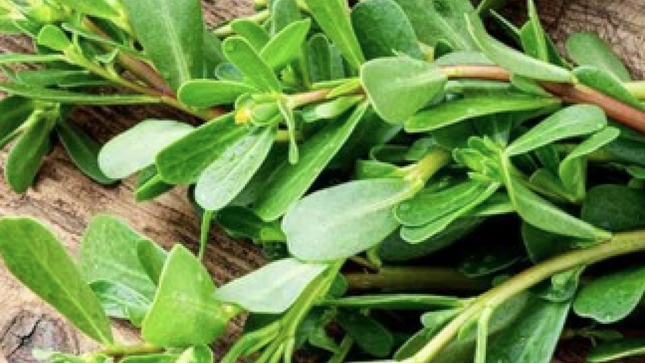 Foto - Çok sevilen en değerli yaz sebzesi: Tüketince tam bir oyun değiştirici oluyor! Lif açısından zengin vitamin deposu