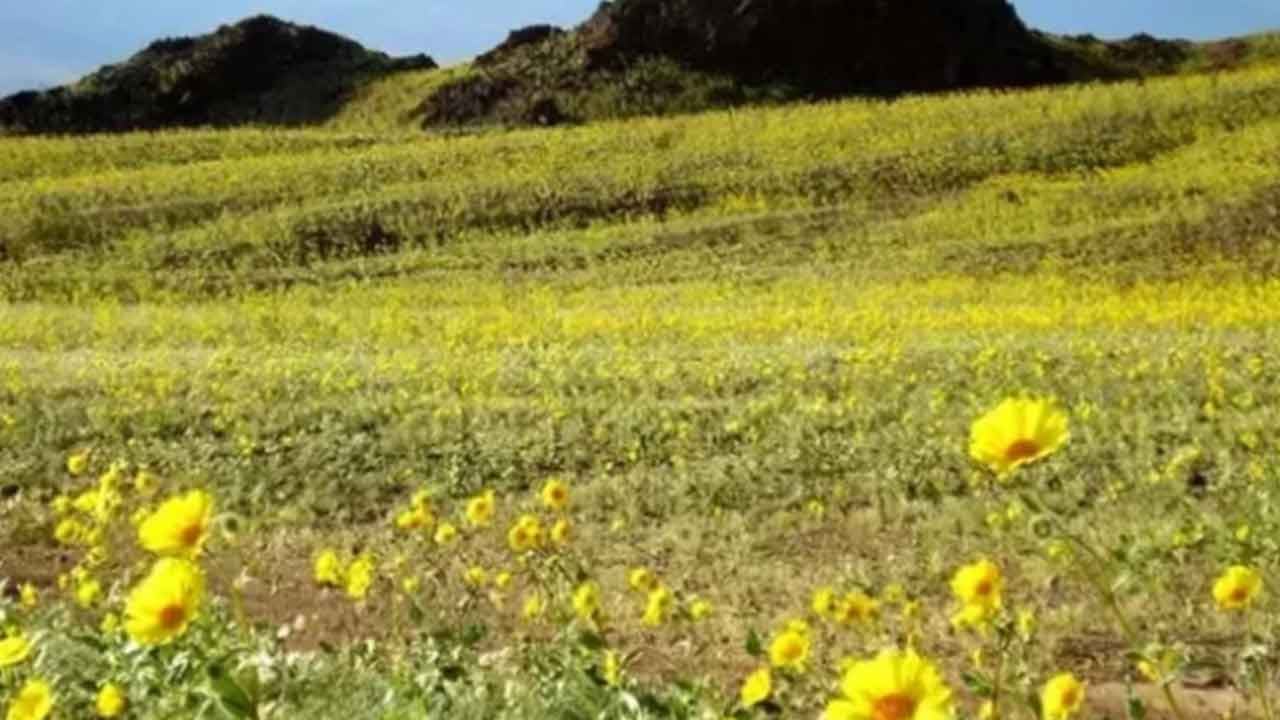 Foto - Çölün ortasında ortaya çıktı! Herkes 'kıyamet alameti mi?' diye birbirine sormaya başladı