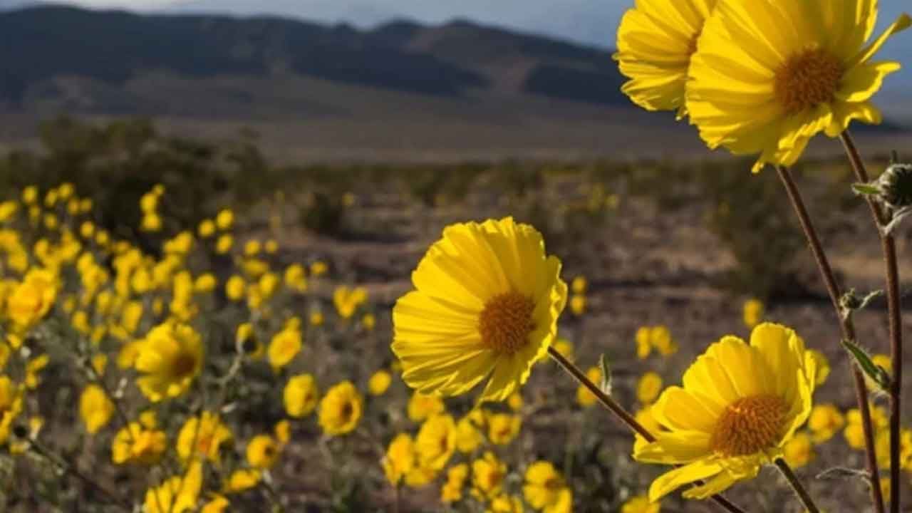 Foto - Çölün ortasında ortaya çıktı! Herkes 'kıyamet alameti mi?' diye birbirine sormaya başladı