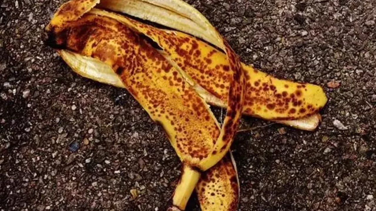 Çöp diyorlardı: Çöp diye atıyoruz ama inanılmaz faydası var!