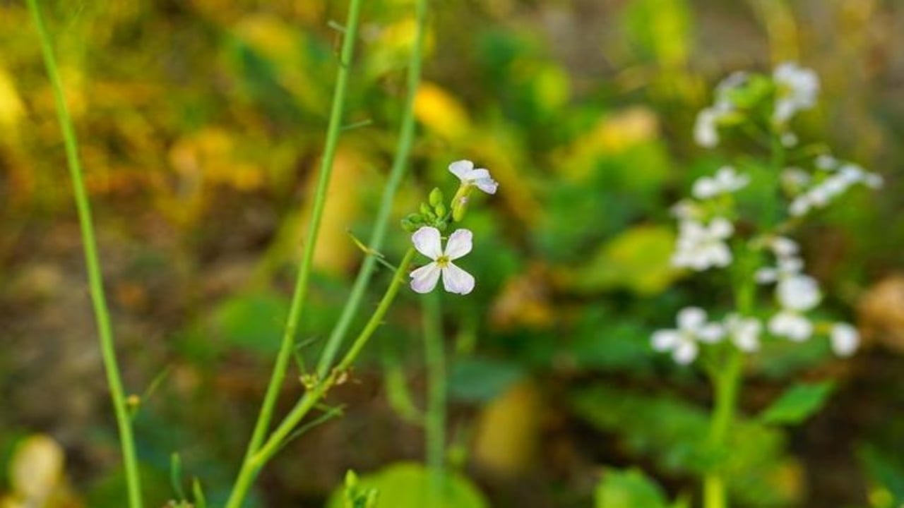 Foto - Çöpe atan bin pişman: Tuvalet kağıdı ruloları bahçede "altına" dönüşüyor