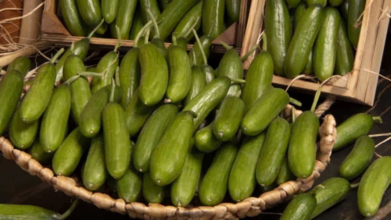 Çöpe atmak yerine bunu deneyin! Rengi solmuş salatalığı canlandırmanın doğal yolu