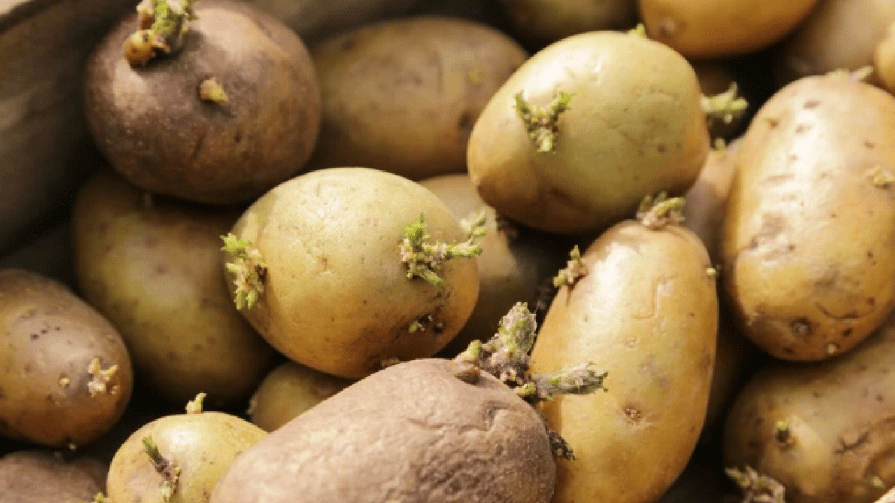 Foto - Çöpe atmanıza gerek kalmayacak! Patateslerin filizlenmesini önleyen doğal yöntem
