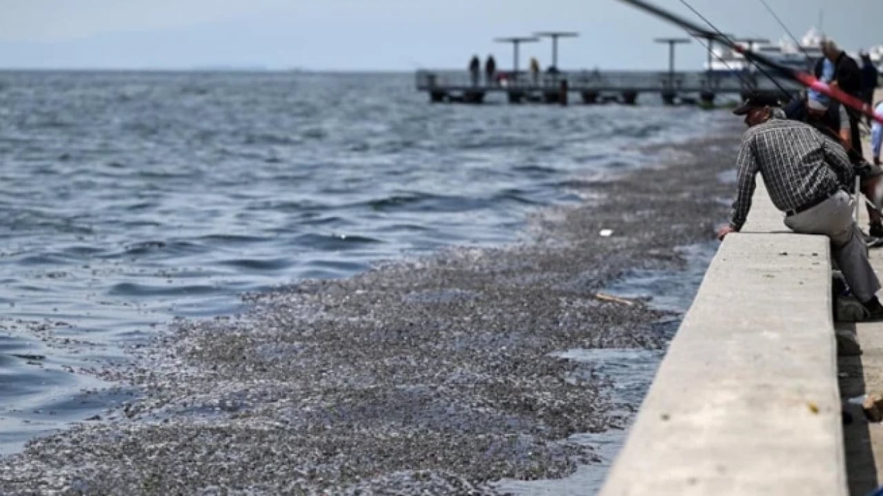Foto - Çöplere aldırış etmediler: Burası Hindistan değil İzmir!