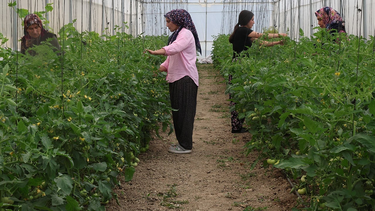 Foto - Çorak arazi üretim üssü oldu! Fekeli kadınlardan hayran bırakan başarı öyküsü