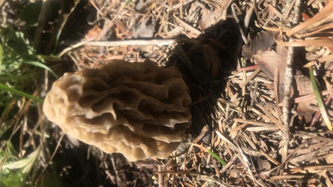 Foto - Dağda bedava şehirde kilosu bin 500 lira