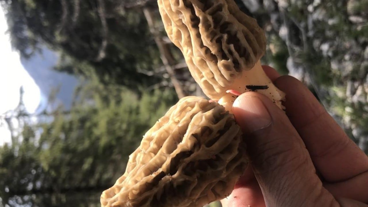 Foto - Dağda bedava şehirde kilosu bin 500 lira