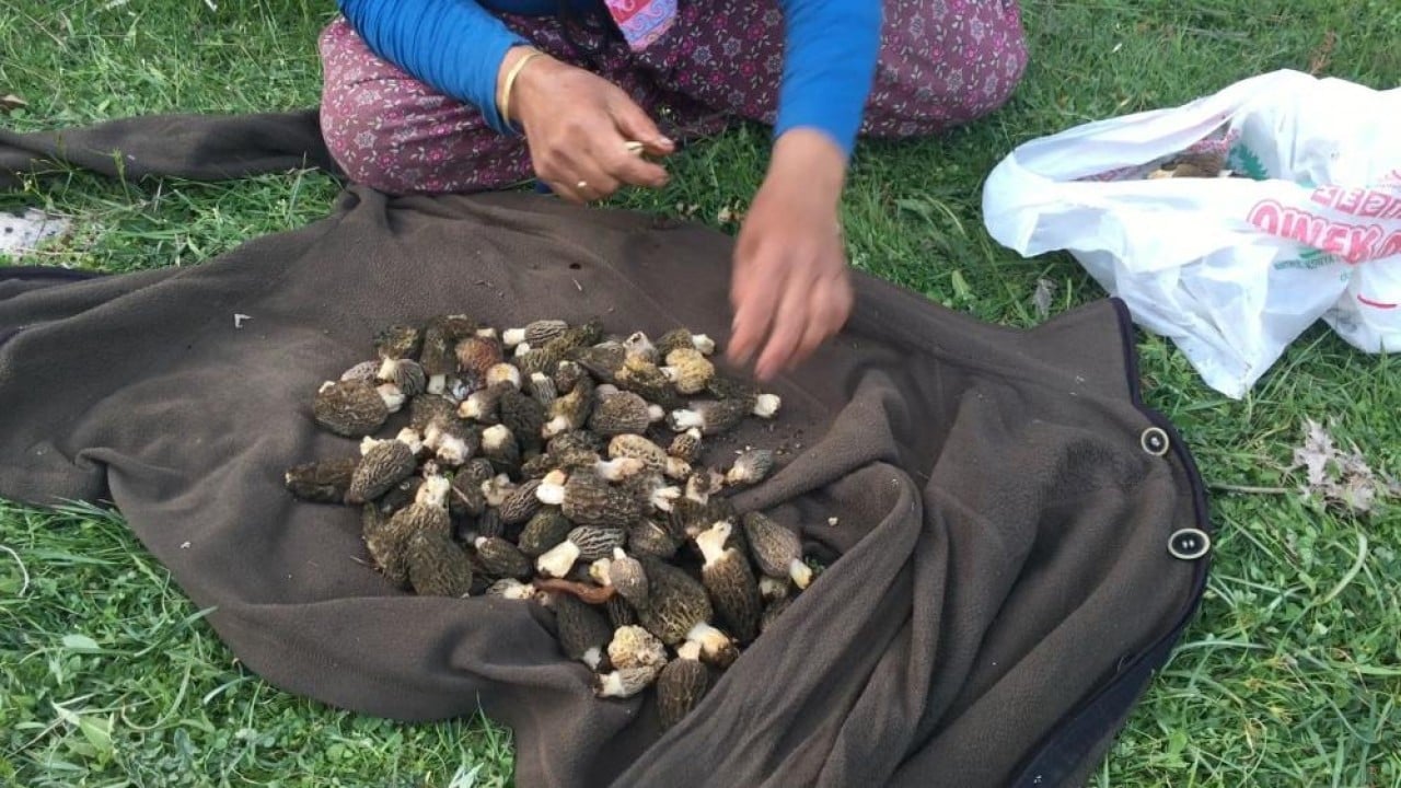 Foto - Dağda bedava şehirde kilosu bin 500 lira