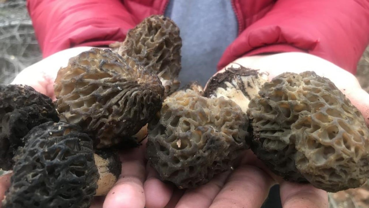 Dağda bedava şehirde kilosu bin 500 lira