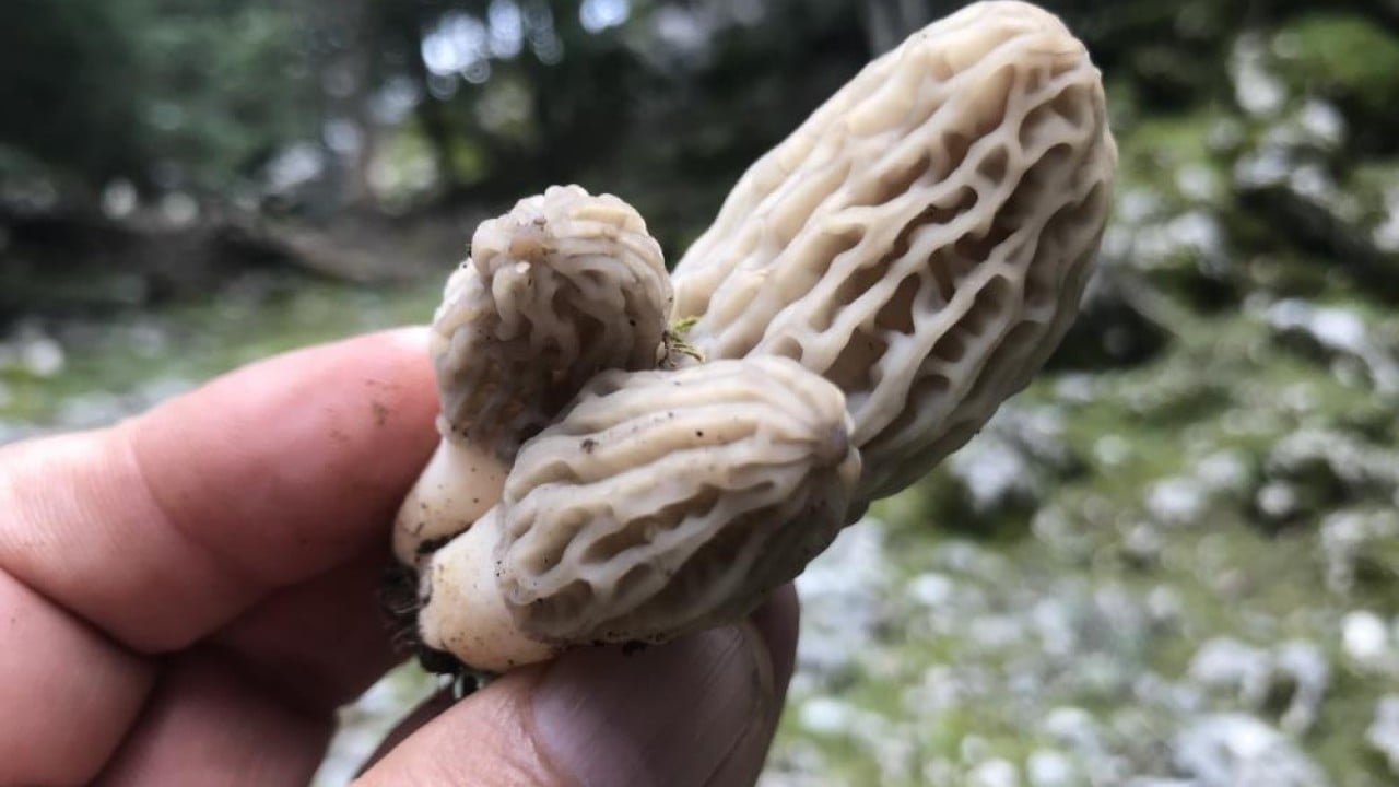 Foto - Dağda bedava şehirde kilosu bin 500 lira