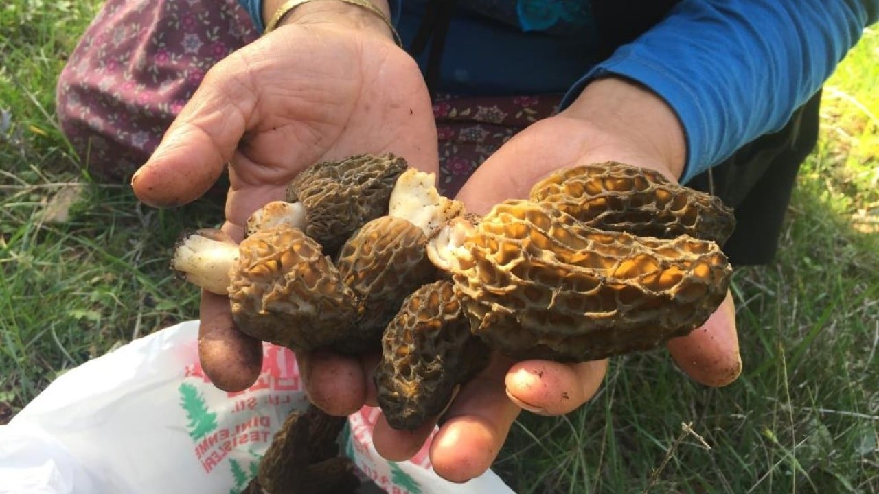 Foto - Dağda bedava şehirde kilosu bin 500 lira