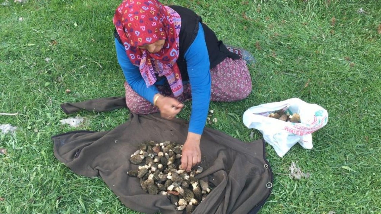 Foto - Dağda bedava şehirde kilosu bin 500 lira