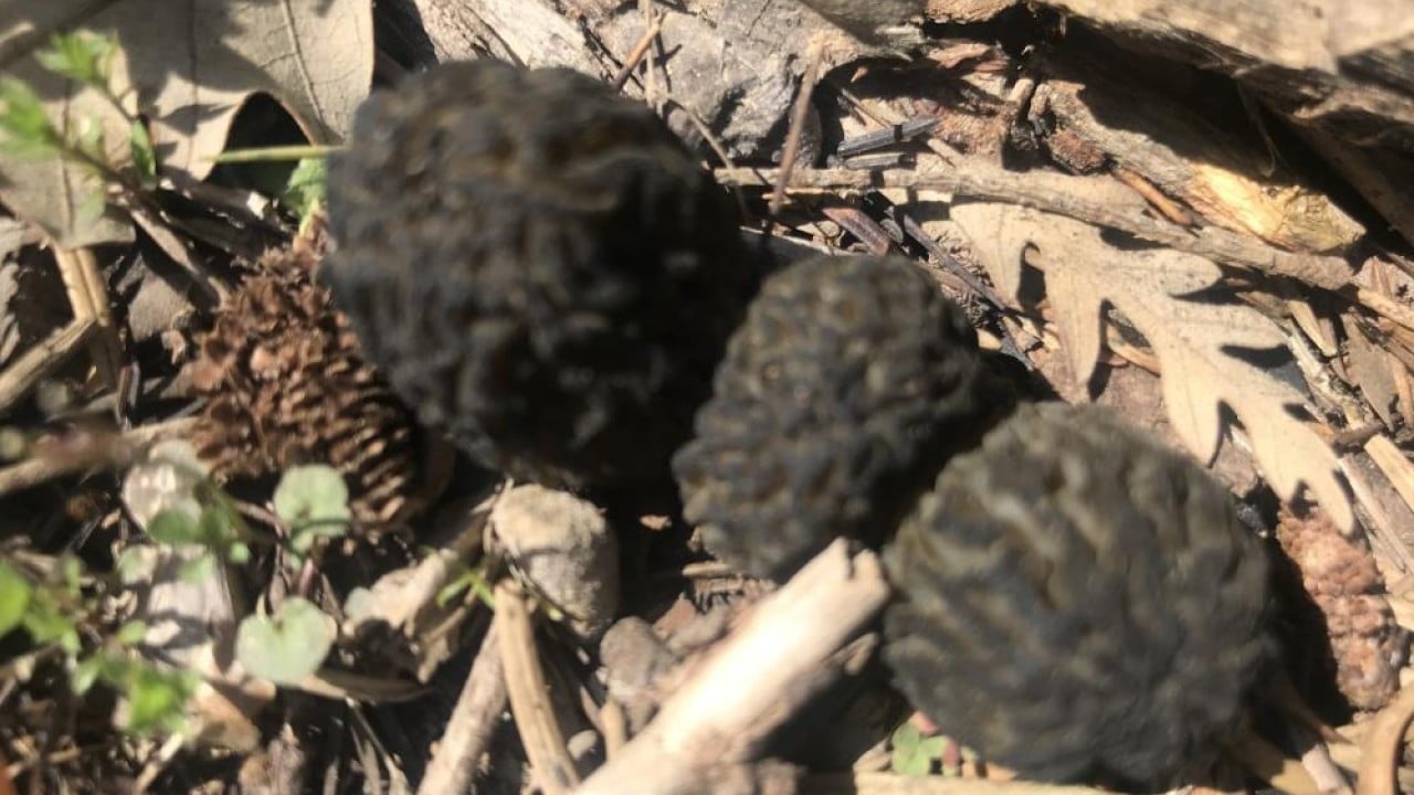 Foto - Dağda bedava şehirde kilosu bin 500 lira