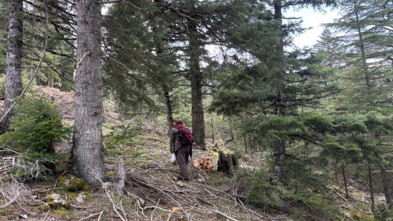 Foto - Dağda bedava şehirde kilosu bin 500 lira