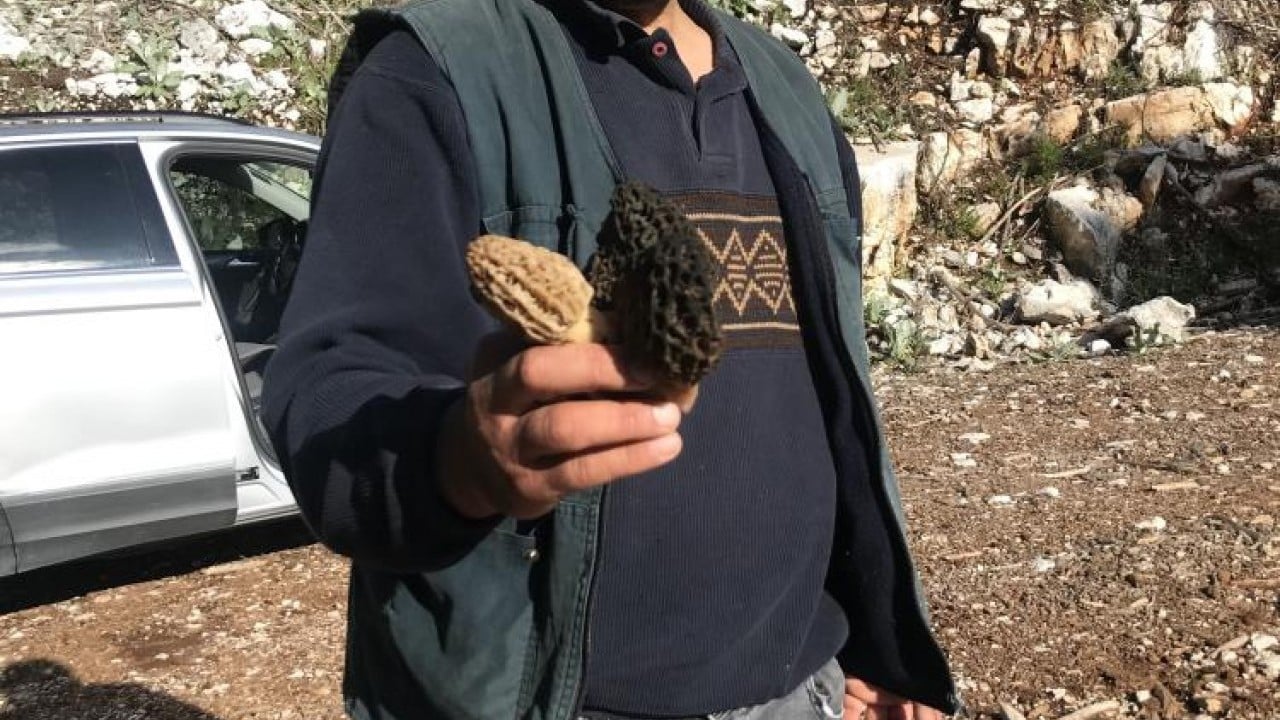 Foto - Dağda bedava şehirde kilosu bin 500 lira