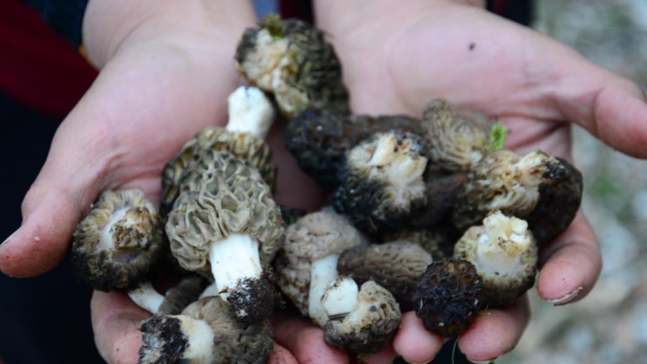 Foto - Dağda bedava şehirde kilosu bin 500 lira