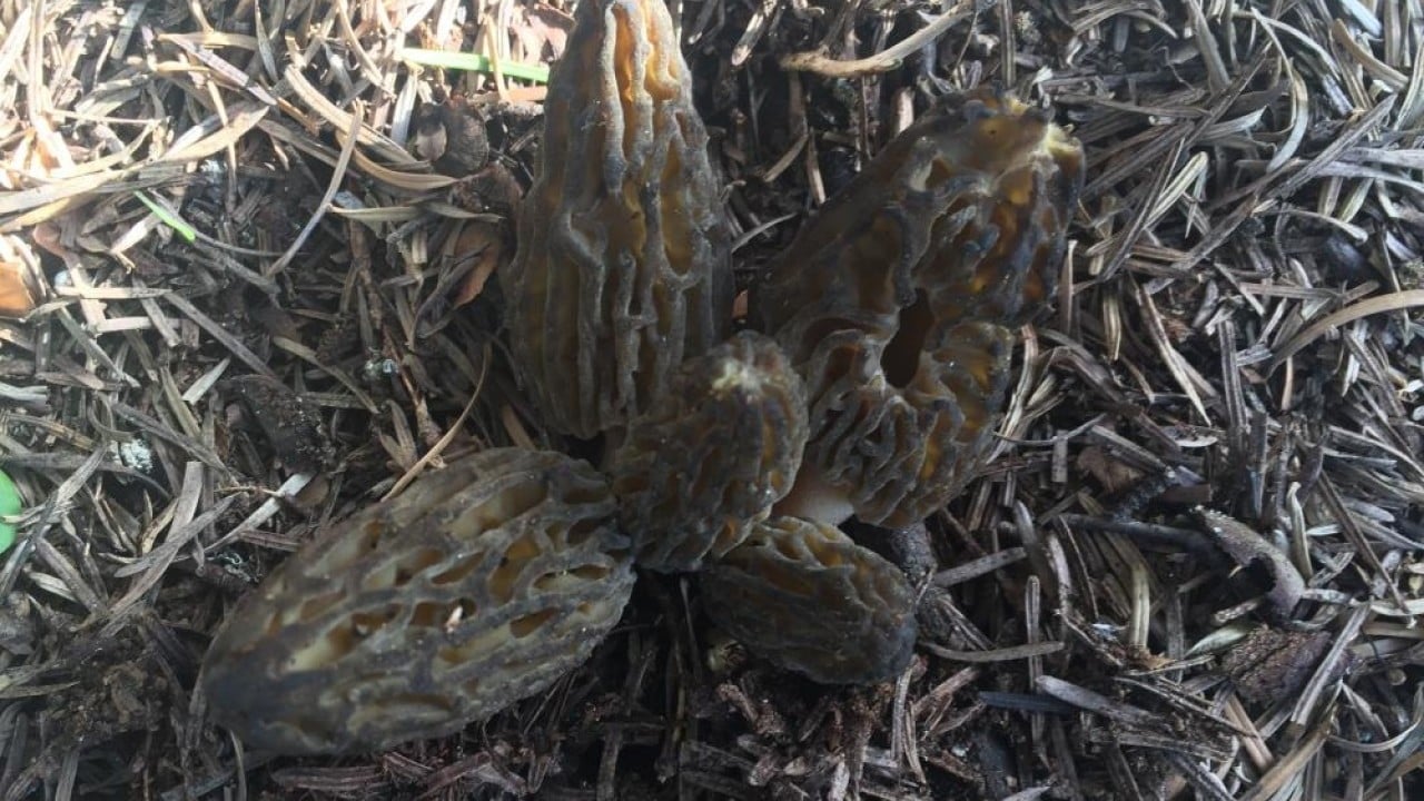 Foto - Dağda bedava şehirde kilosu bin 500 lira