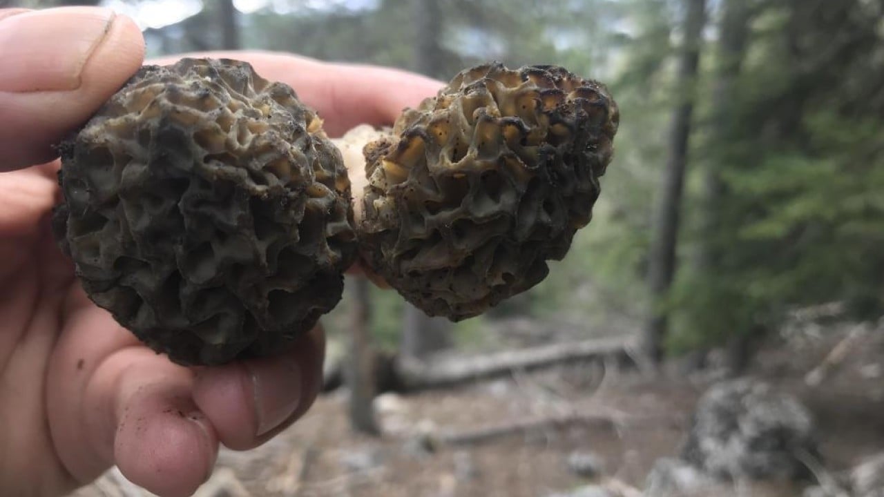 Foto - Dağda bedava şehirde kilosu bin 500 lira