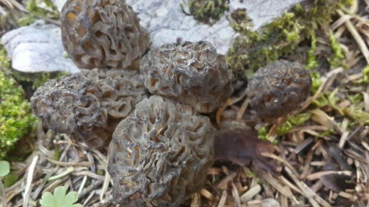 Foto - Dağda bedava şehirde kilosu bin 500 lira