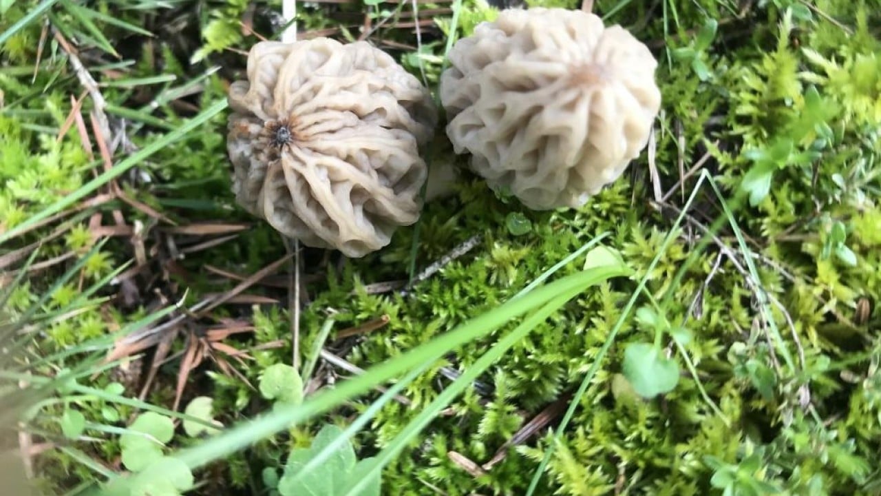 Foto - Dağda bedava şehirde kilosu bin 500 lira