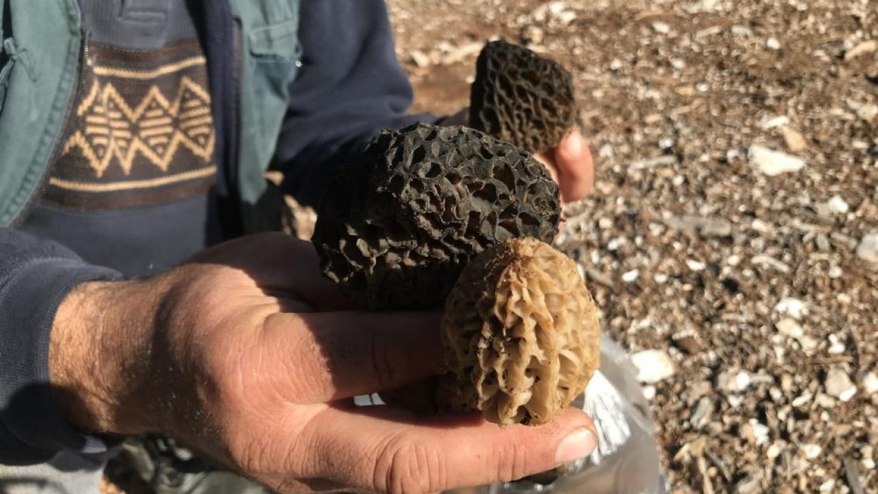 Foto - Dağda bedava şehirde kilosu bin 500 lira