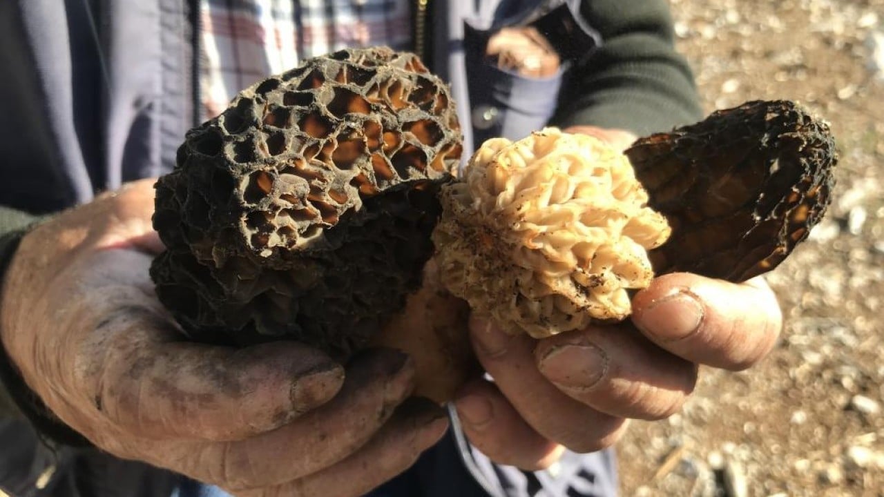 Foto - Dağda bedava şehirde kilosu bin 500 lira