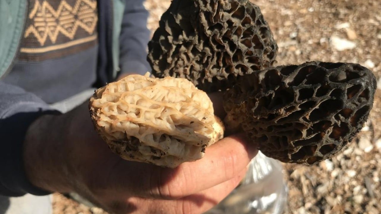 Foto - Dağda bedava şehirde kilosu bin 500 lira