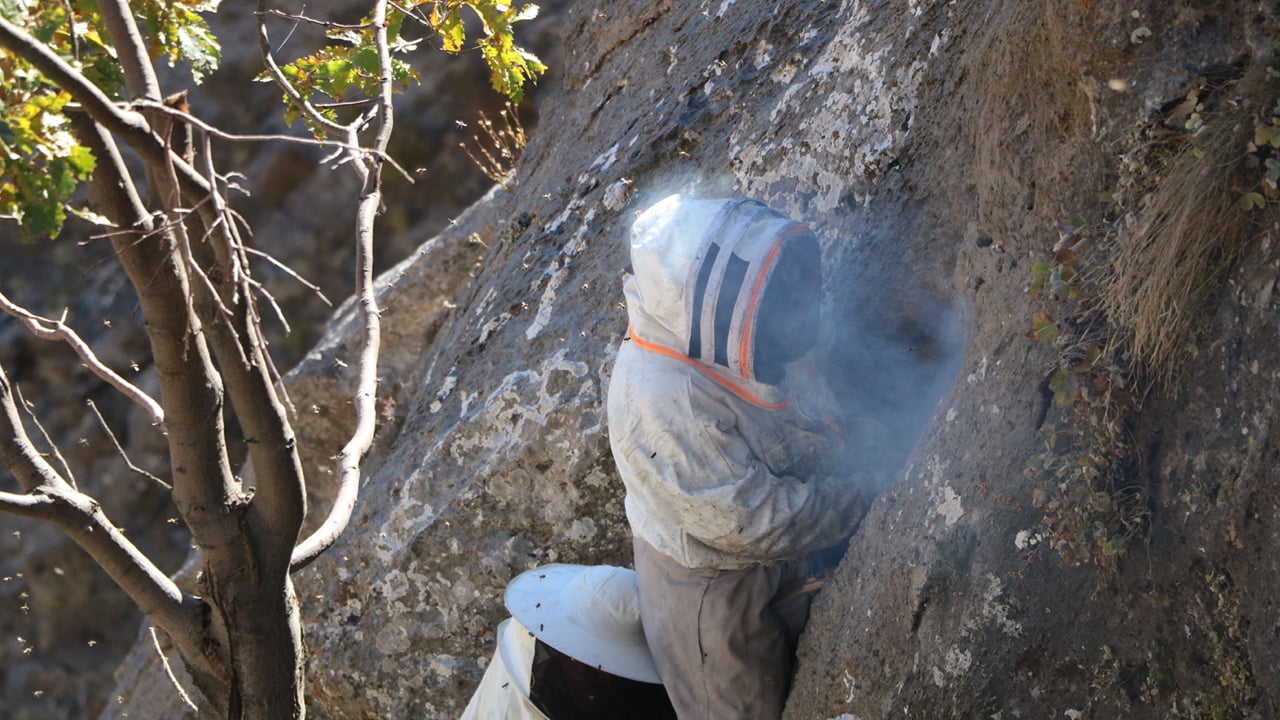 Foto - Dağdan hasat edip kilosunu 7 bin liraya satıyorlar