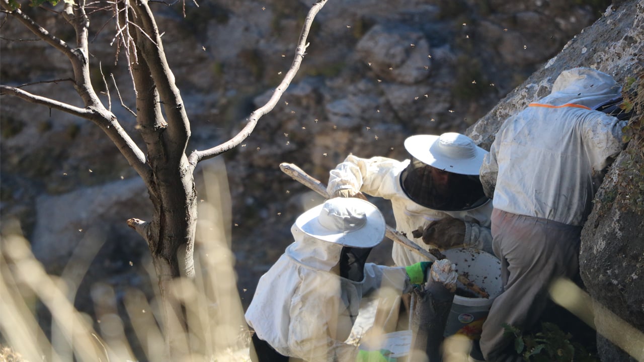 Foto - Dağdan hasat edip kilosunu 7 bin liraya satıyorlar