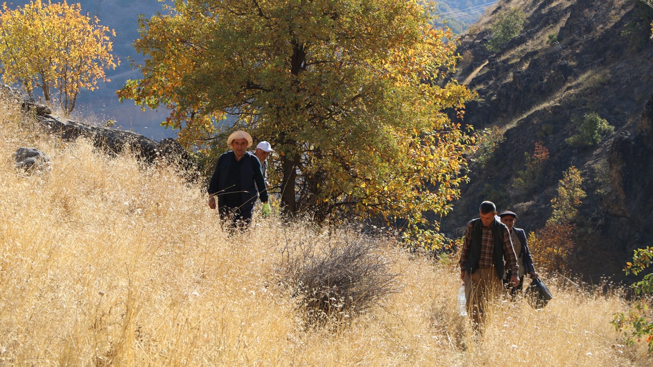 Foto - Dağdan hasat edip kilosunu 7 bin liraya satıyorlar