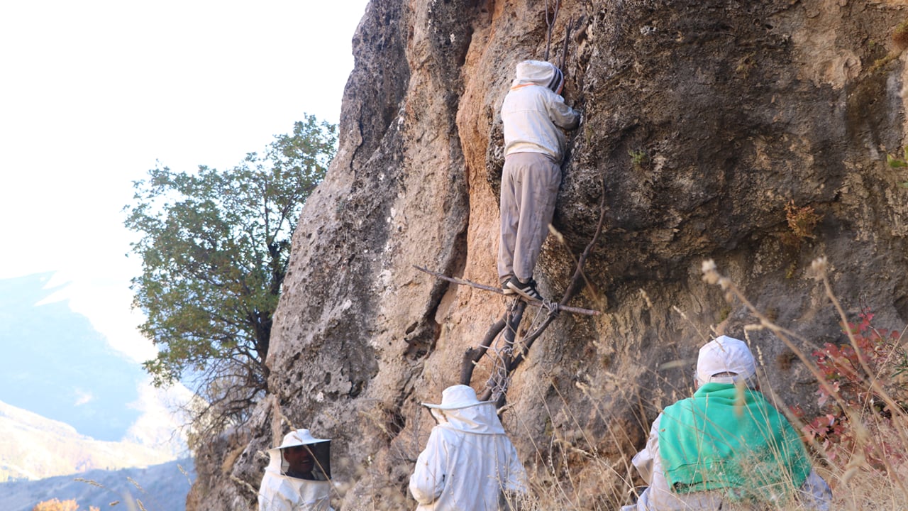 Foto - Dağdan hasat edip kilosunu 7 bin liraya satıyorlar
