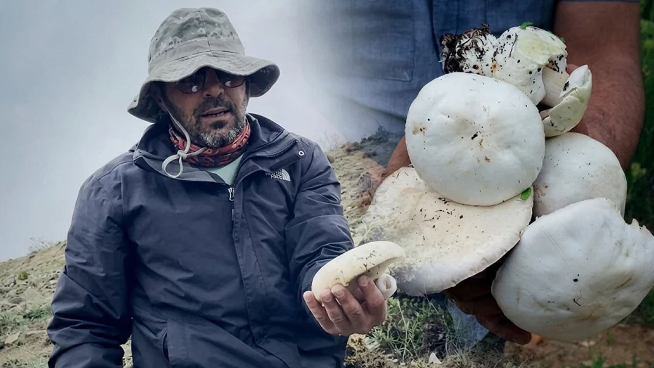 Foto - Dağlarda kendiliğinden yetişiyor toplayanı kısa sürede zengin ediyor!