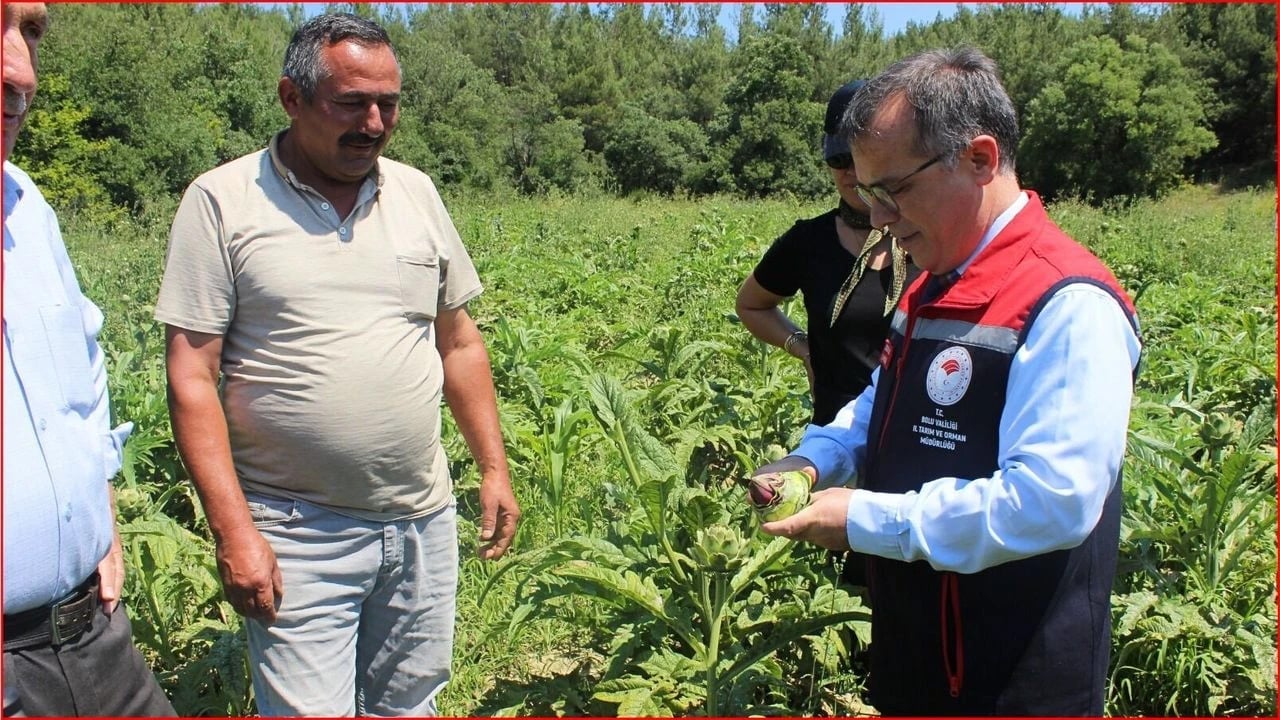  Daha iyisi yok... Vücudu baştan aşağı yeniliyor: Karaciğeri pırıl pırıl yapıyor! Bolu’da, enginar hasadı başladı