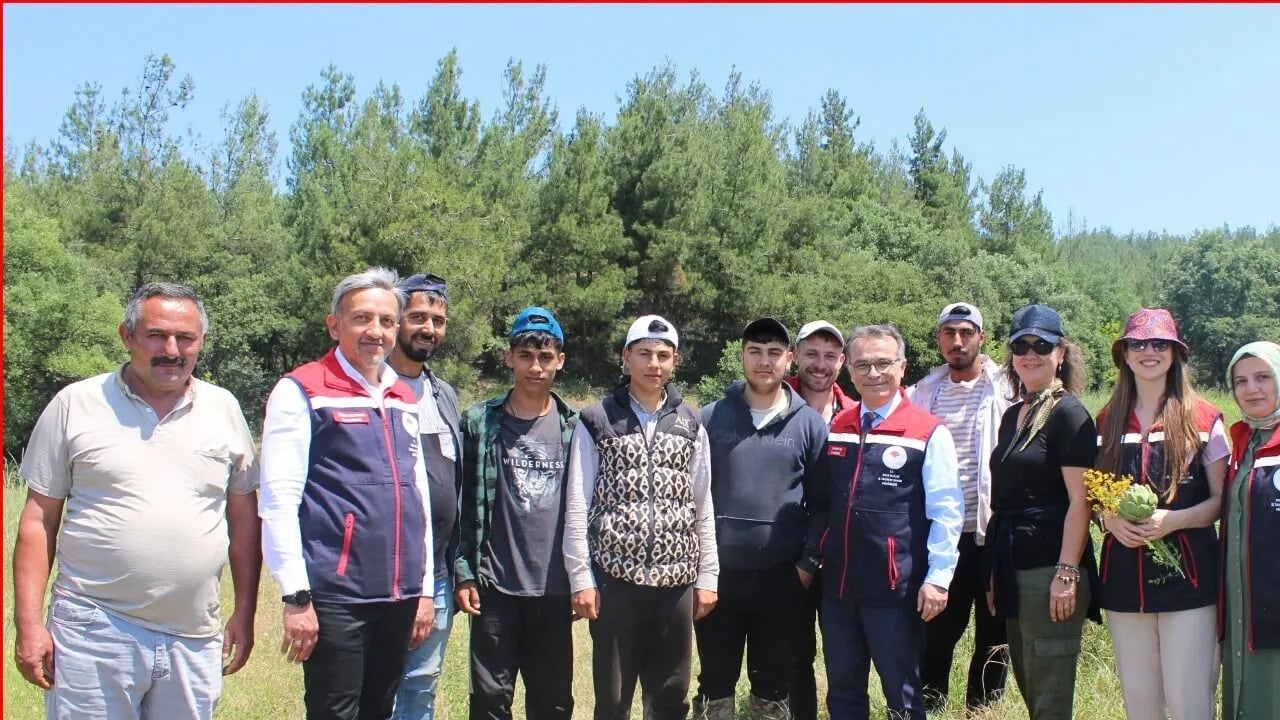 Foto - Daha iyisi yok... Vücudu baştan aşağı yeniliyor: Karaciğeri pırıl pırıl yapıyor! Bolu’da, enginar hasadı başladı
