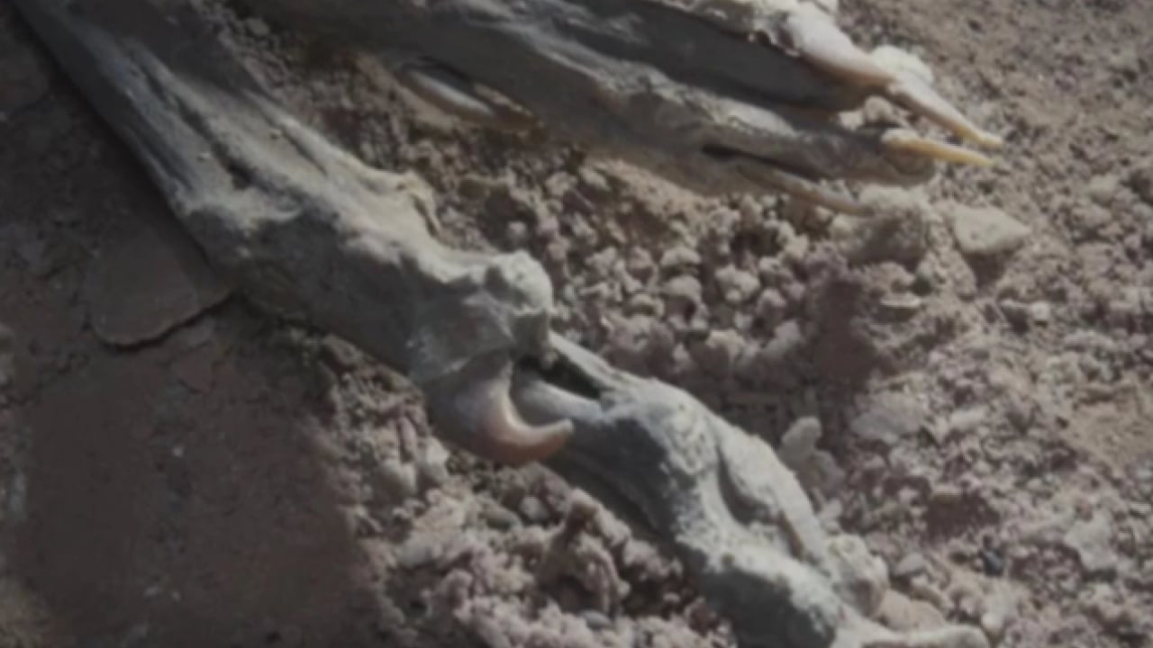 Foto - Daha önce görülmemiş keşif! Mağarada kemikleri bulundu