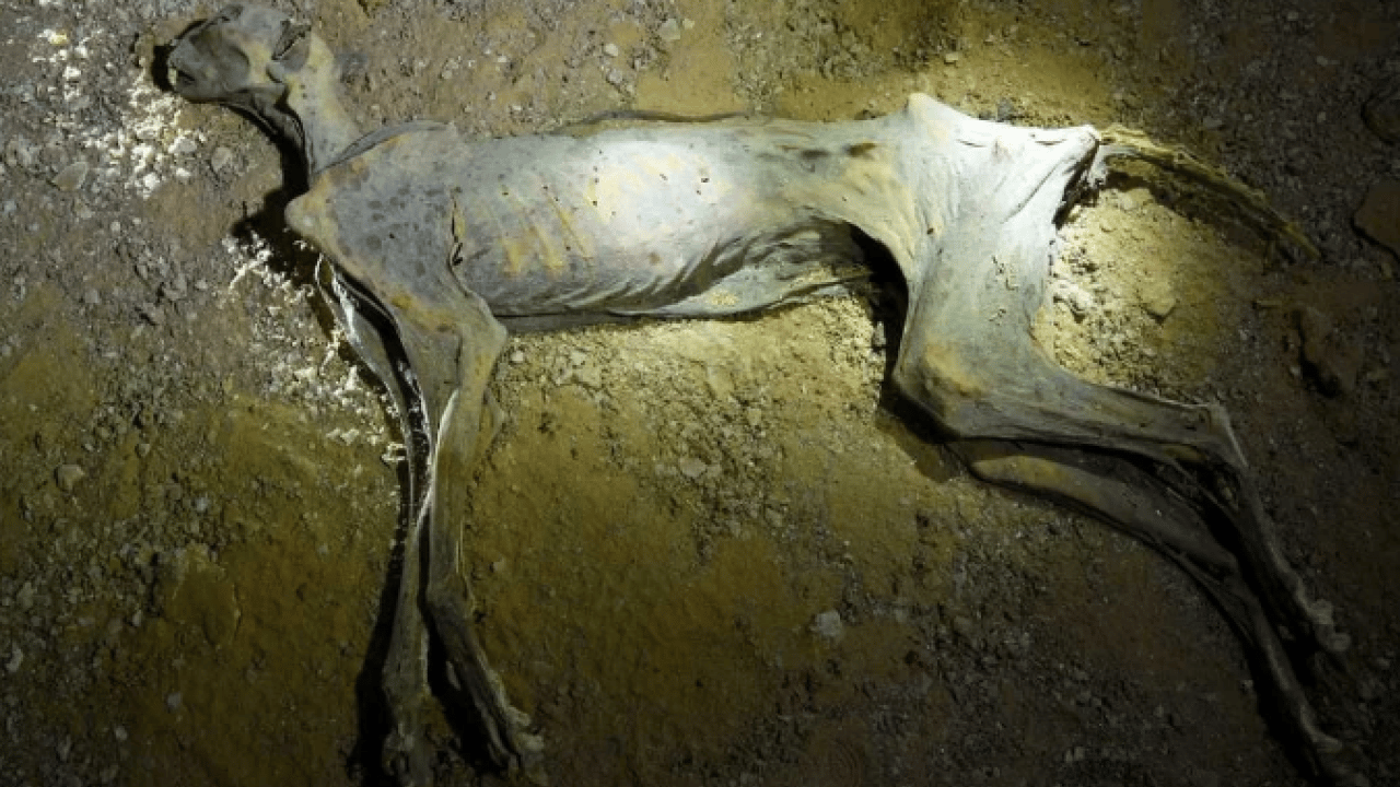 Daha önce görülmemiş keşif! Mağarada kemikleri bulundu