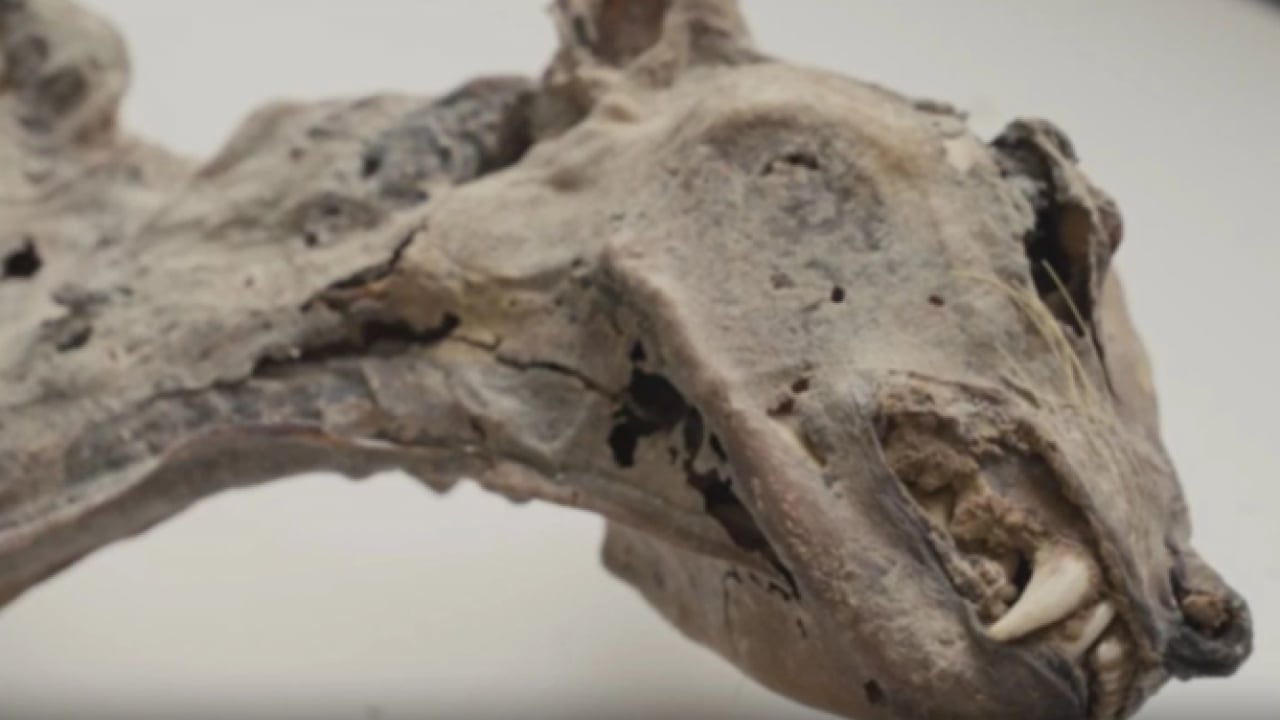 Foto - Daha önce görülmemiş keşif! Mağarada kemikleri bulundu