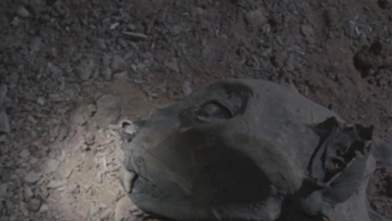 Foto - Daha önce görülmemiş keşif! Mağarada kemikleri bulundu