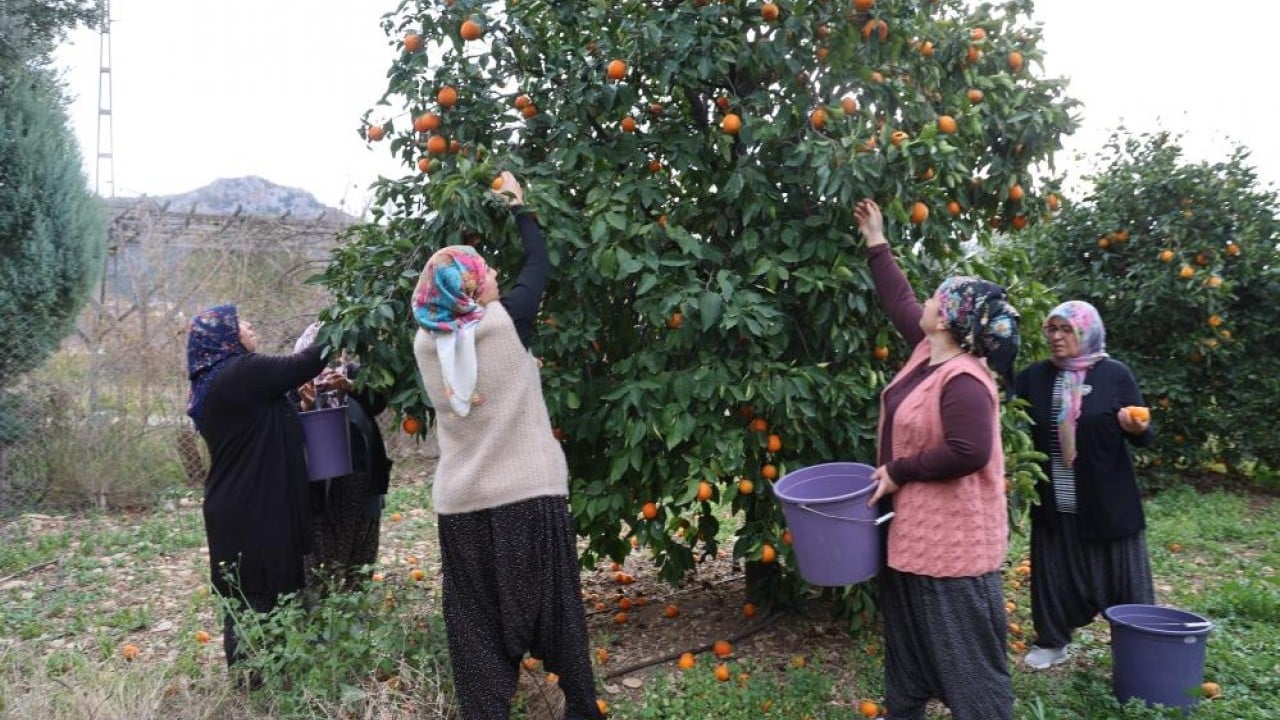 Foto - Dalında 5 lira kazana girince 300 lira!