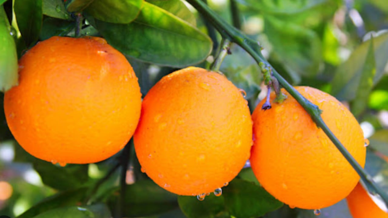 Foto - İşlenince altın gibi oluyor: Tarlada 5 lira kavanozda 300 lira!