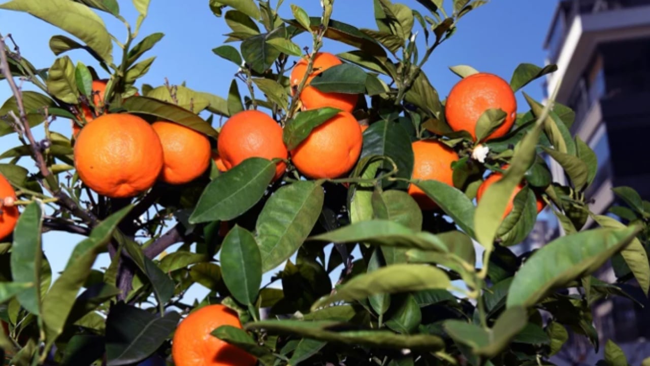 Foto - İşlenince altın gibi oluyor: Tarlada 5 lira kavanozda 300 lira!