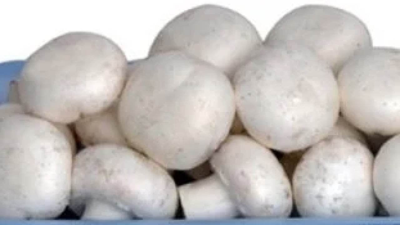 Foto - Damakları çatlatacak enfes bir lezzet tarifesi daha! Denemeyen bin pişman... Mantar sevmeyenleri bile...