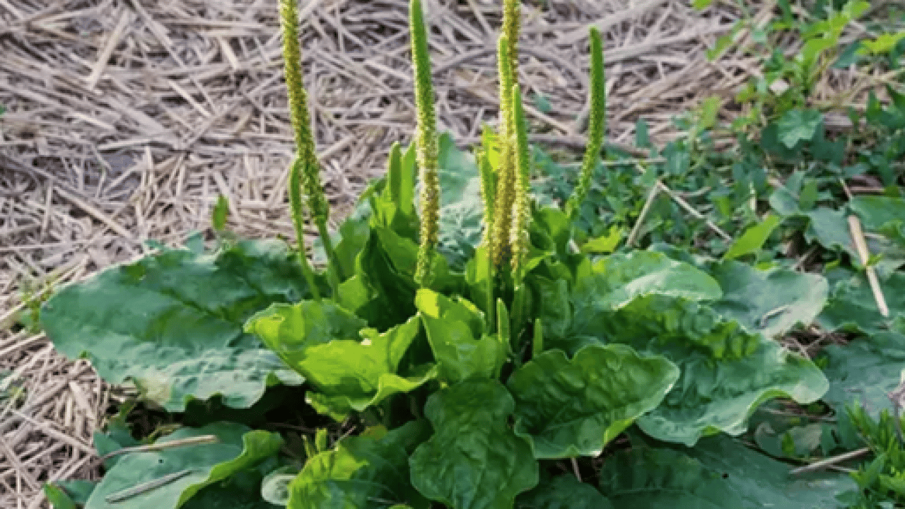 Foto - Damar Otu (Sinirli Ot)'un faydaları o kadar çok ki... Çiçekleri ile şaşırtıyor 